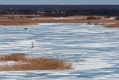 029_Biebrza - marzec 2013